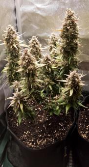 Red Mimosa XL Auto - картинка 2
