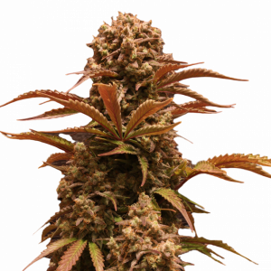 Purple Ryder Auto fem