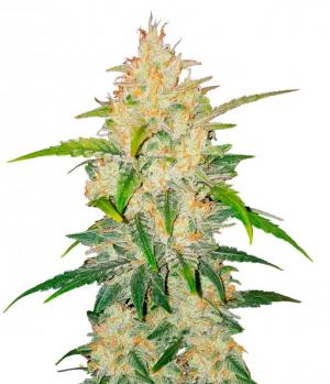 Zkittlez Auto fem