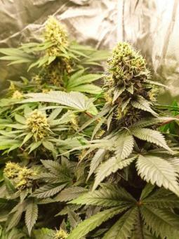 Hindu Kush Auto - картинка 2