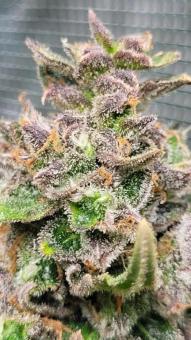 White Widow - картинка 2