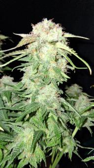 Blue Dream Auto - картинка 1