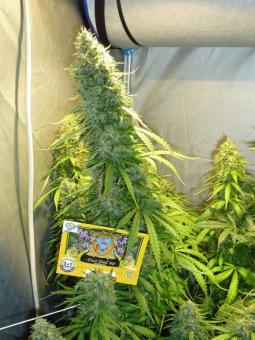 Fast Bud #2 Auto - картинка 5