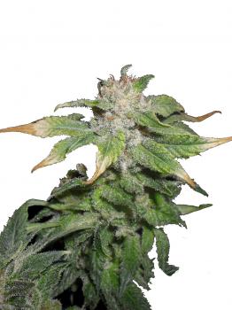 Black Jack Auto fem