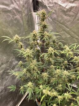 Gorilla Punch Auto - картинка 3
