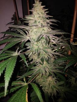 Og Confidential - картинка 1