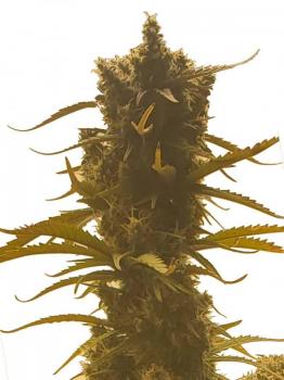 Smoothie Auto fem