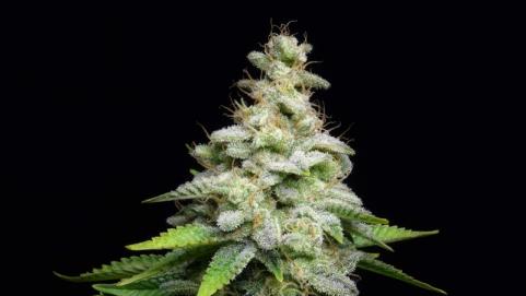 Fruit Cake - картинка 8