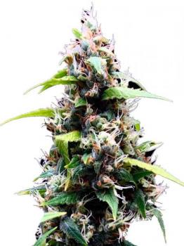 Sour Puffs fem