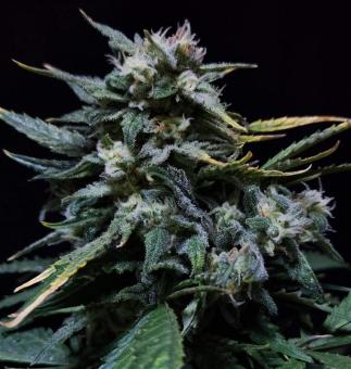 Chronic Ryder BX autofem - картинка 2