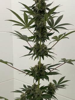 Super Lemon Haze Auto - картинка 3