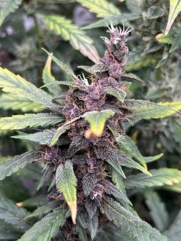 LSD-25 Auto - картинка 3