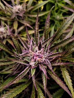 Buddha Auto Tangie - картинка 8