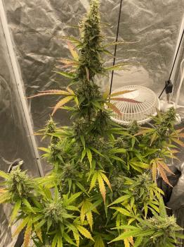 Auto Night Queen
