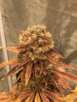 Super Bud Auto - картинка 4
