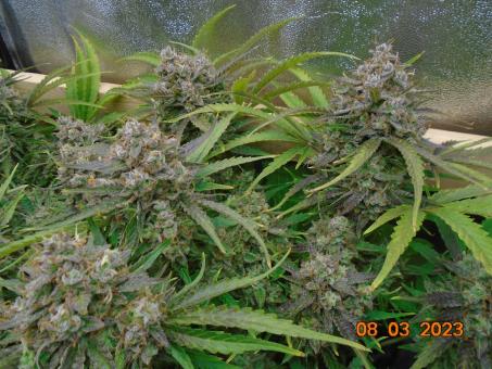 Auto Banana Blaze - картинка 2