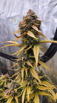 Sweet Skunk Auto - картинка 3