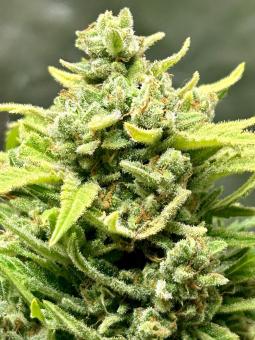 Pound Cake Auto - картинка 3