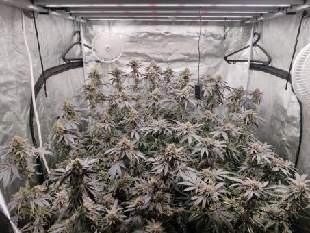 Super Lemon Haze x RS11 - картинка 2