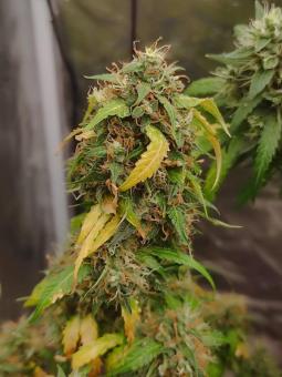 King's Juice Auto - картинка 3