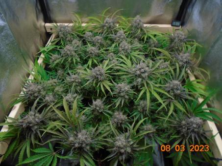 Auto Banana Blaze - картинка 4