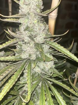Super Lemon Haze x Pink Cande
