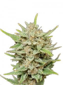 OG Kush Auto - картинка 1