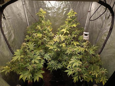 Super Lemon Haze Auto - картинка 1