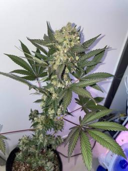 Super Lemon Haze Auto - картинка 2
