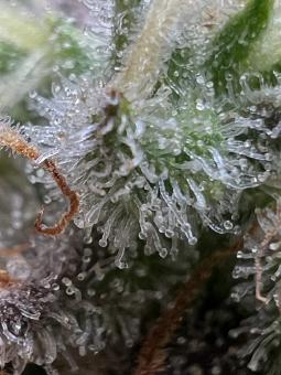 Super Silver Haze - картинка 3
