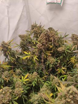 Pineapple Express Auto - картинка 3