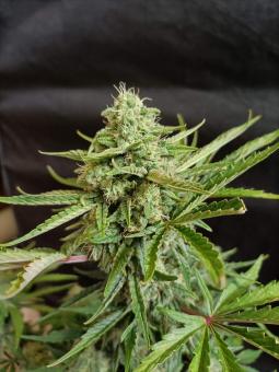 Auto White Widow CBD - картинка 1