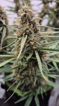 Papaya Zoap Auto - картинка 3