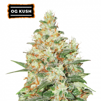 O.G Kush Auto - картинка 1