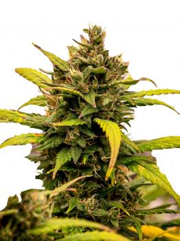 Jack Herer Auto