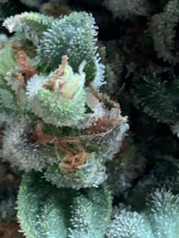 Fast Bud #2 Auto - картинка 3