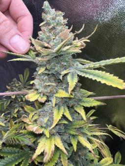 Super Silver Haze - картинка 4