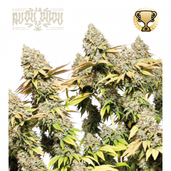 Rucu Cucu OG Auto - картинка 1