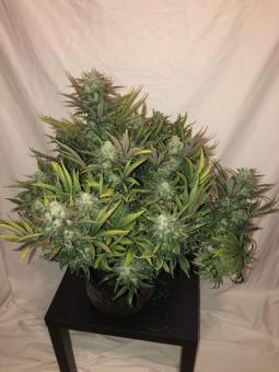 Gorilla Auto (Gorilla Glue Auto) - картинка 5