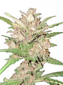 Buddha Auto Zkitt