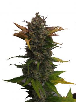 Northern Lights Auto