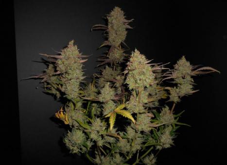 Lemon AK Auto - картинка 10