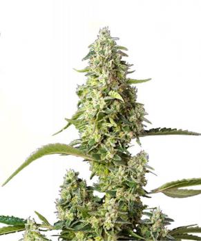Gorilla Girl XL Auto