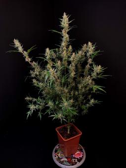 Auto-Bomb - картинка 4