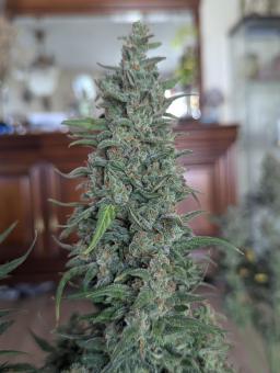 Lemon AK Auto - картинка 5