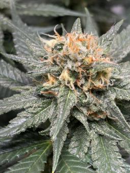 Exodus Cheese - картинка 4