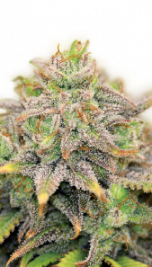 CBD-Warlock