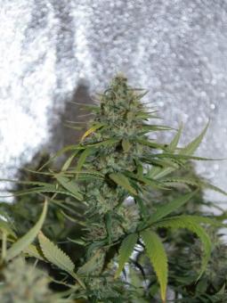 Sweet ZZ (Zkittlez) - картинка 1