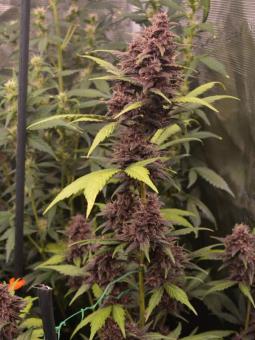 CBD Auto 1:1 (CBD Crack) - картинка 1