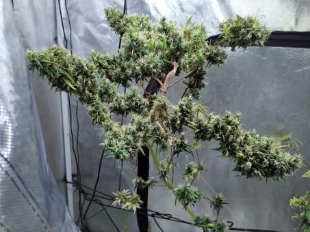 Arjan's Ultra Haze 1 - картинка 1